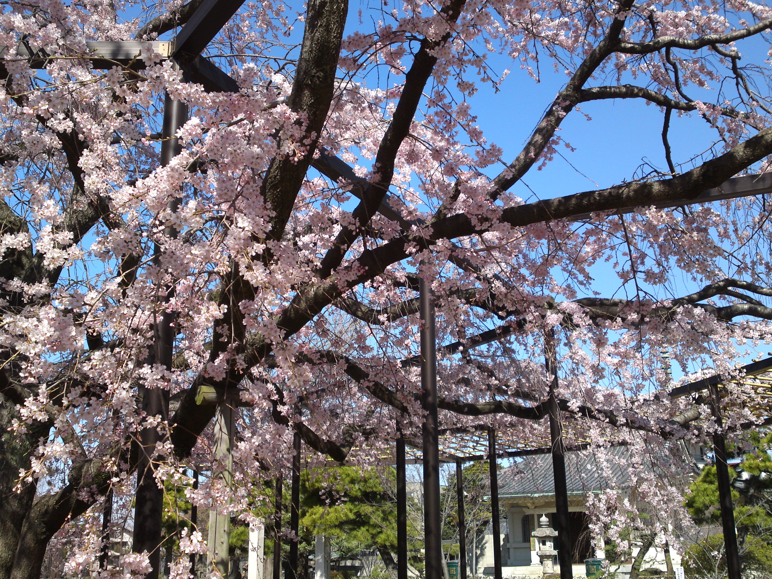 2015年原木山妙行寺に咲くしだれ桜1３