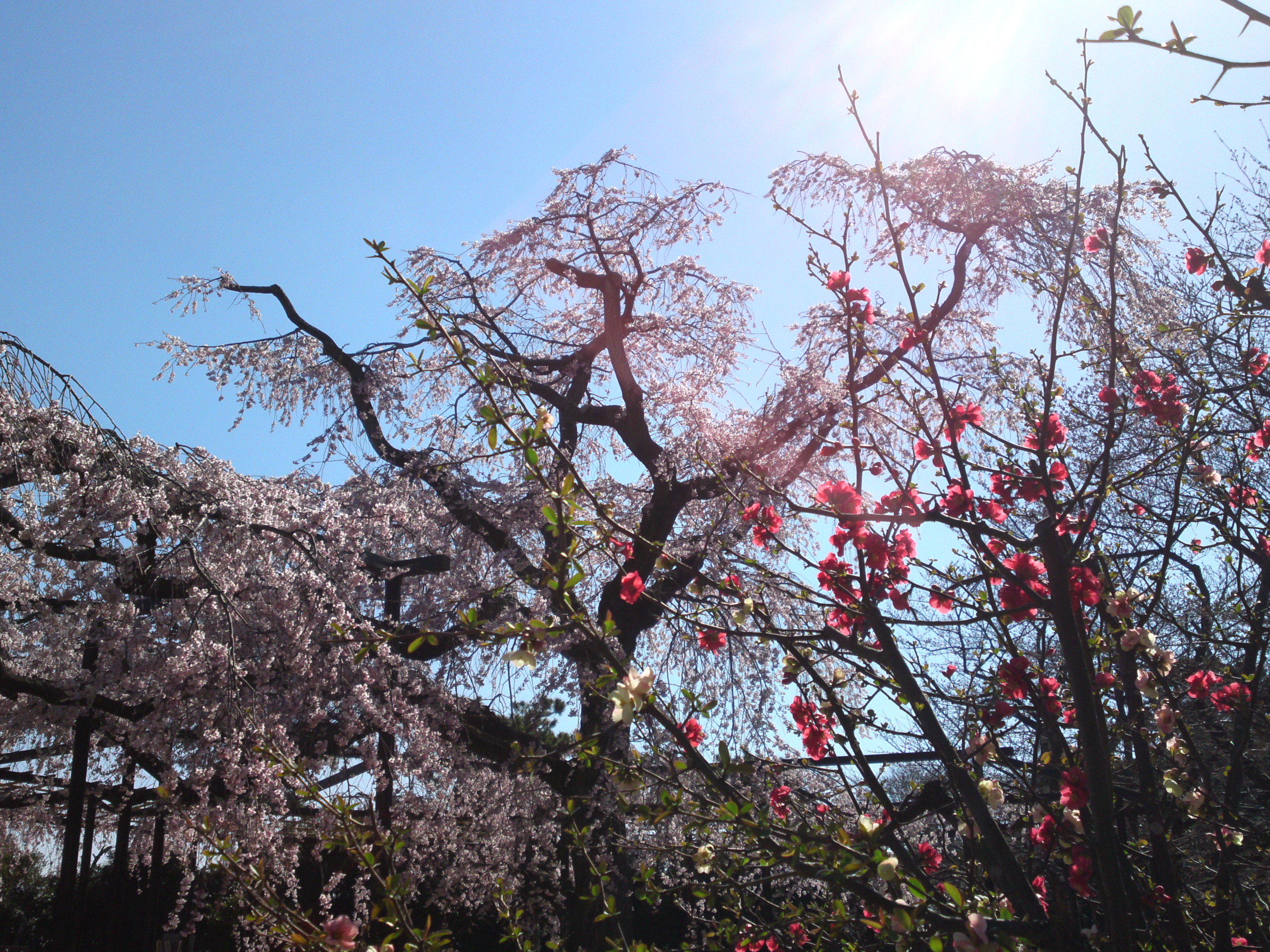 2015年原木山妙行寺に咲くしだれ桜1４