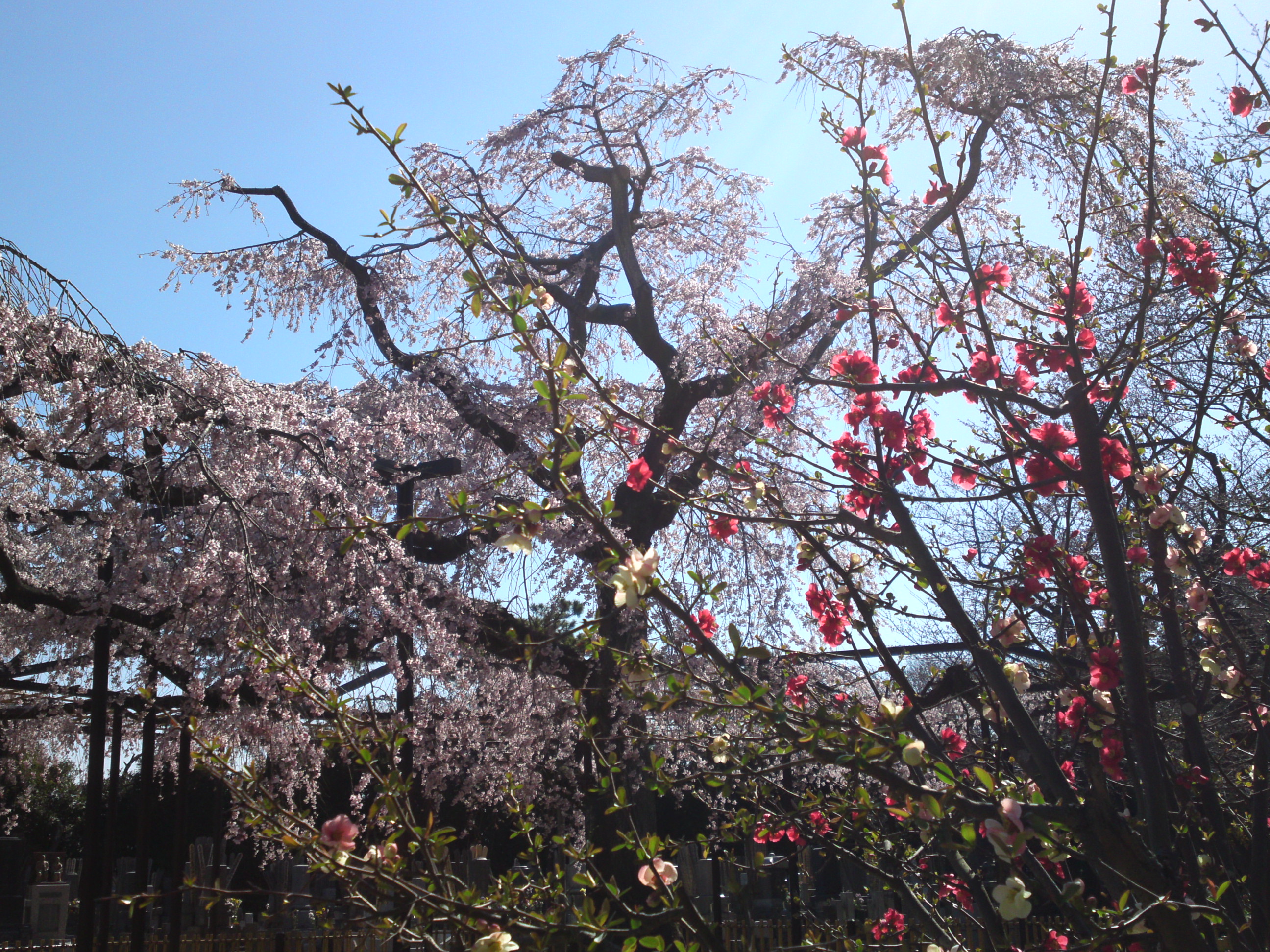 2015年原木山妙行寺に咲くしだれ桜1５
