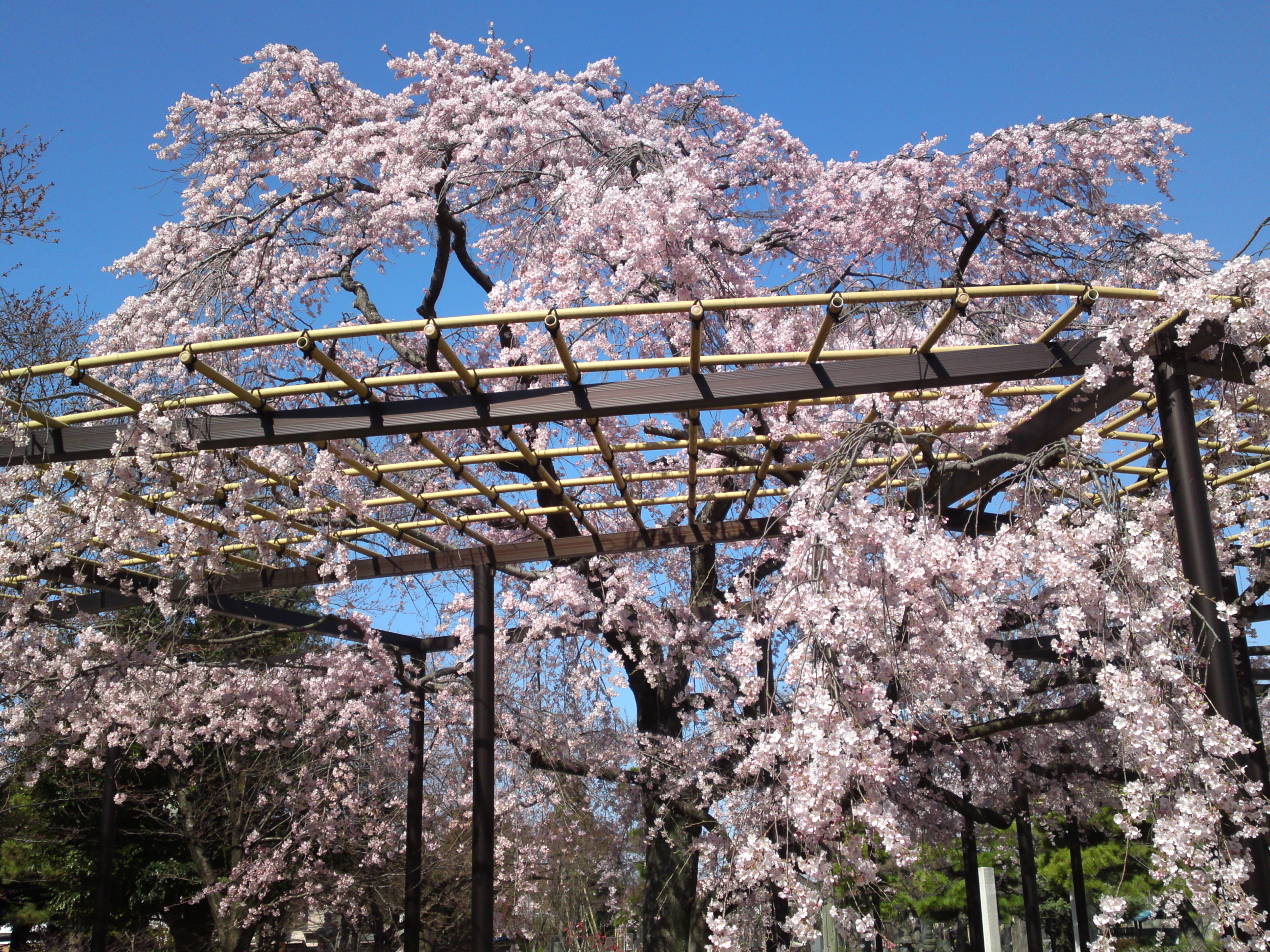 2015年原木山妙行寺に咲くしだれ桜1６