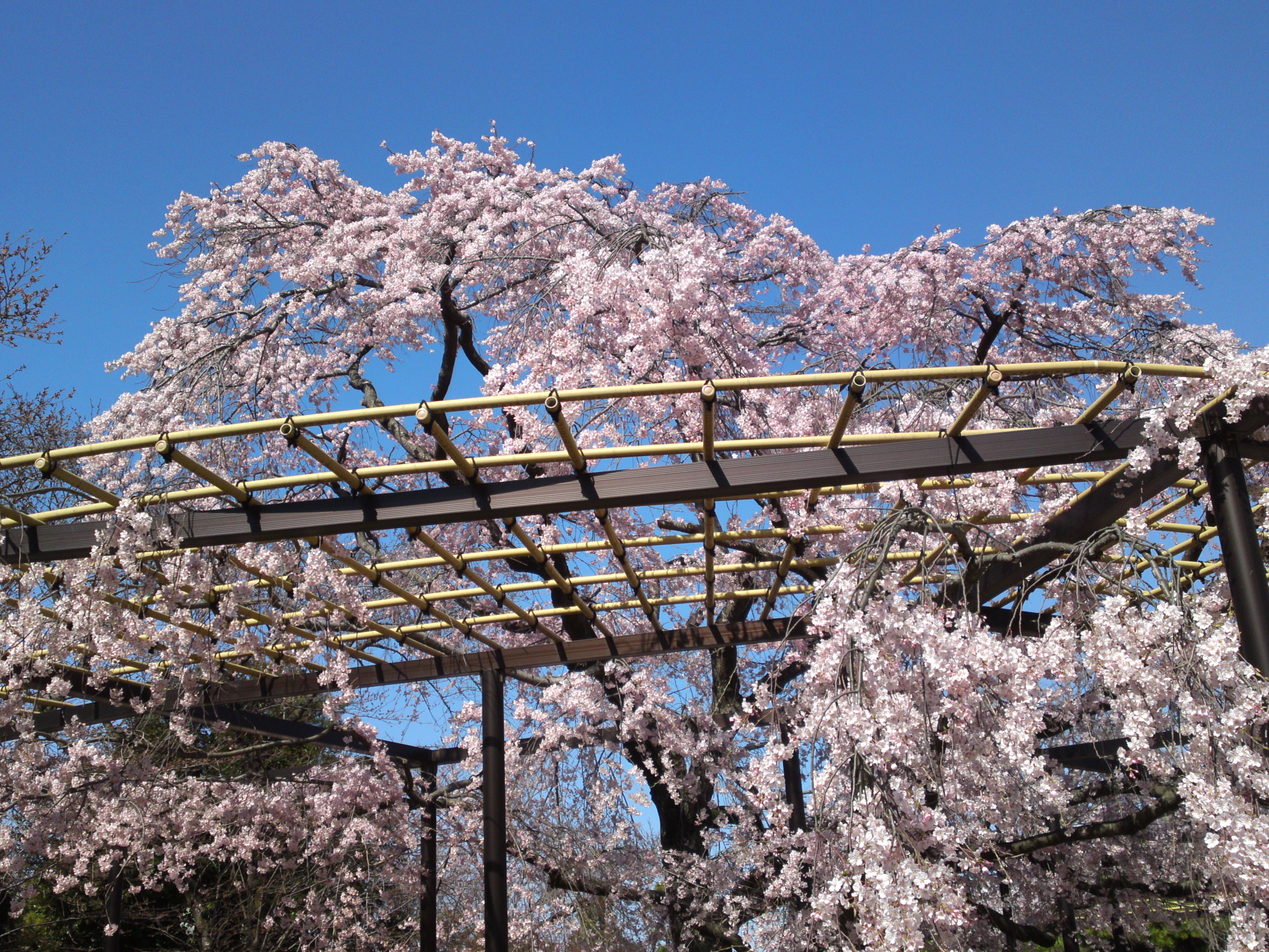 2015年原木山妙行寺に咲くしだれ桜1７