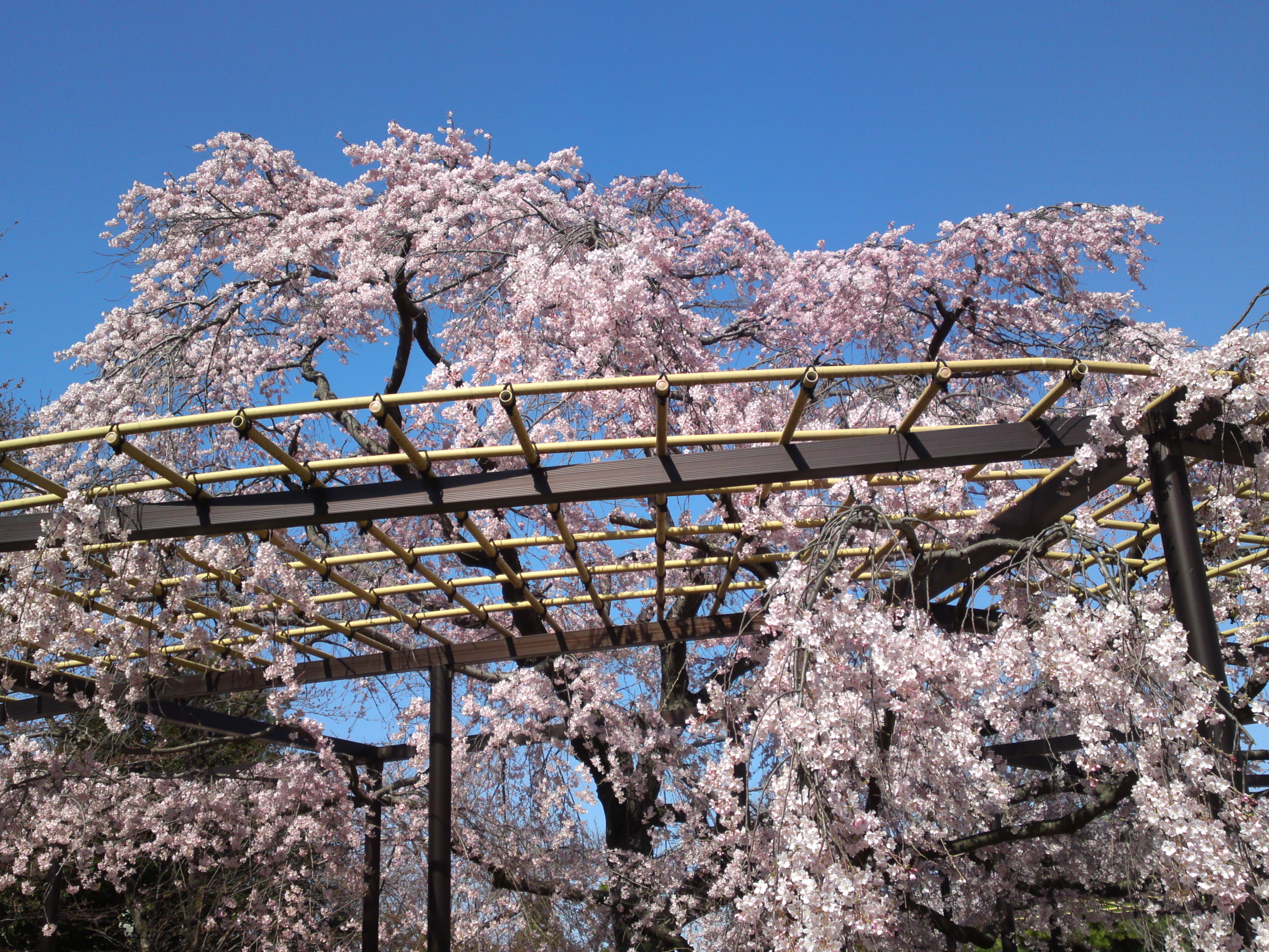 2015年原木山妙行寺に咲くしだれ桜1８