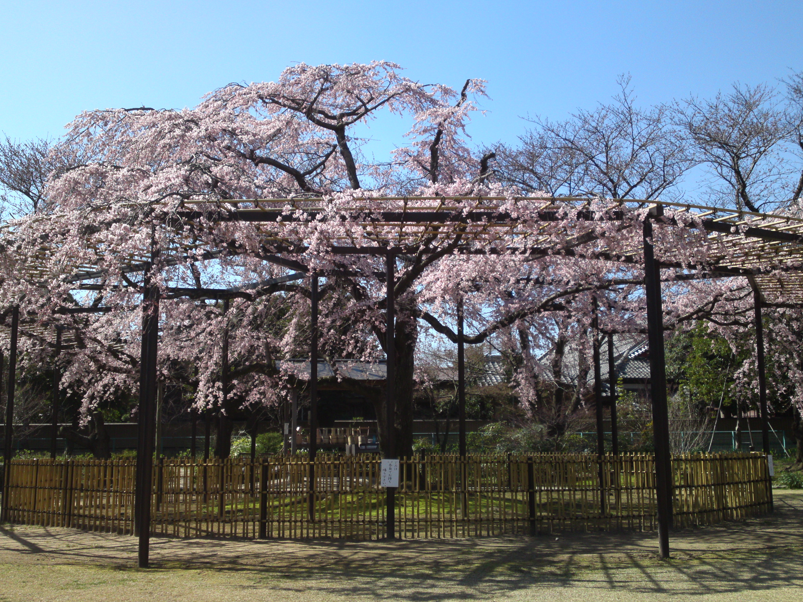 2015年原木山妙行寺に咲くしだれ桜1９