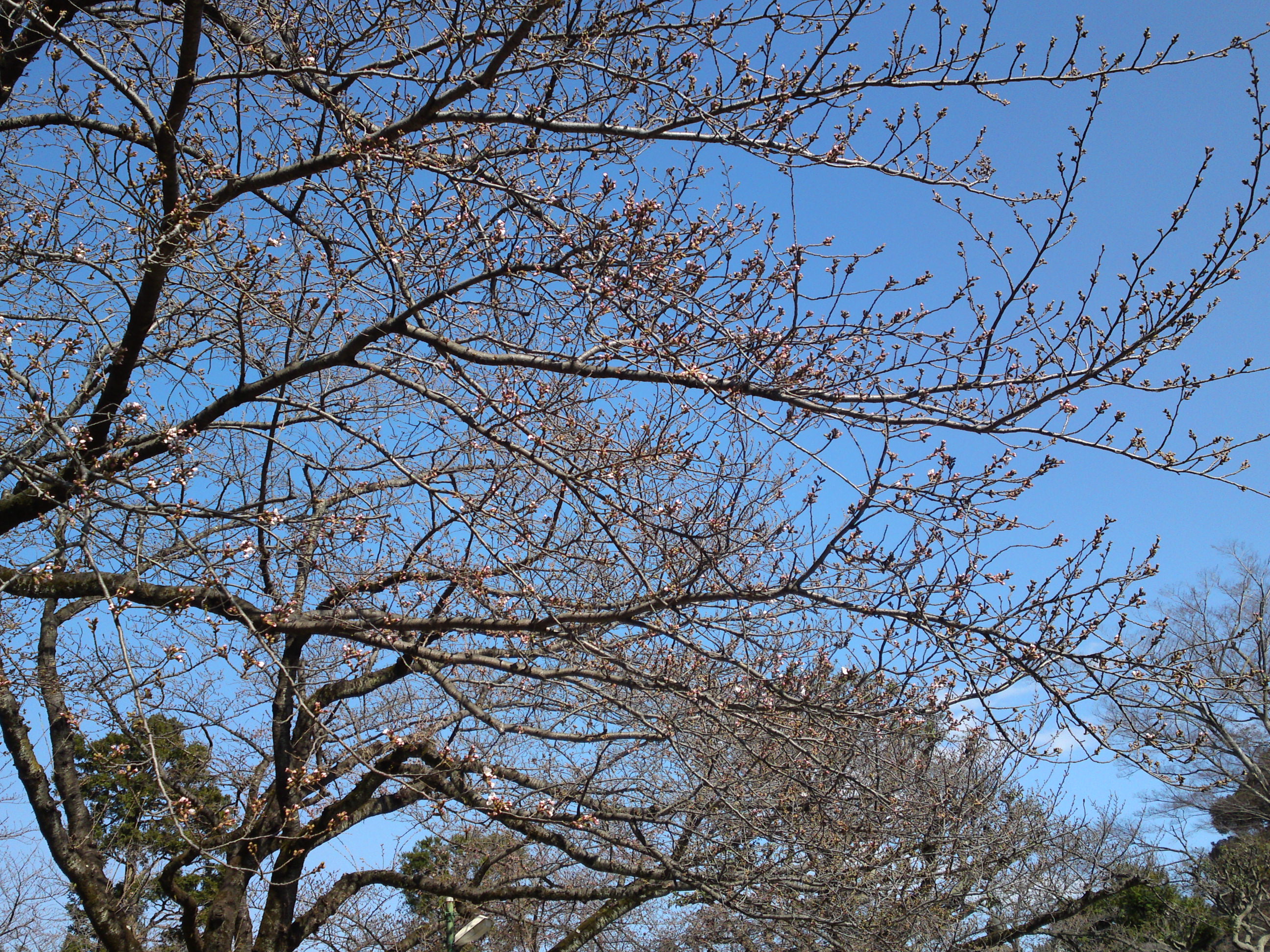 2019年原木山妙行寺に咲くしだれ桜1