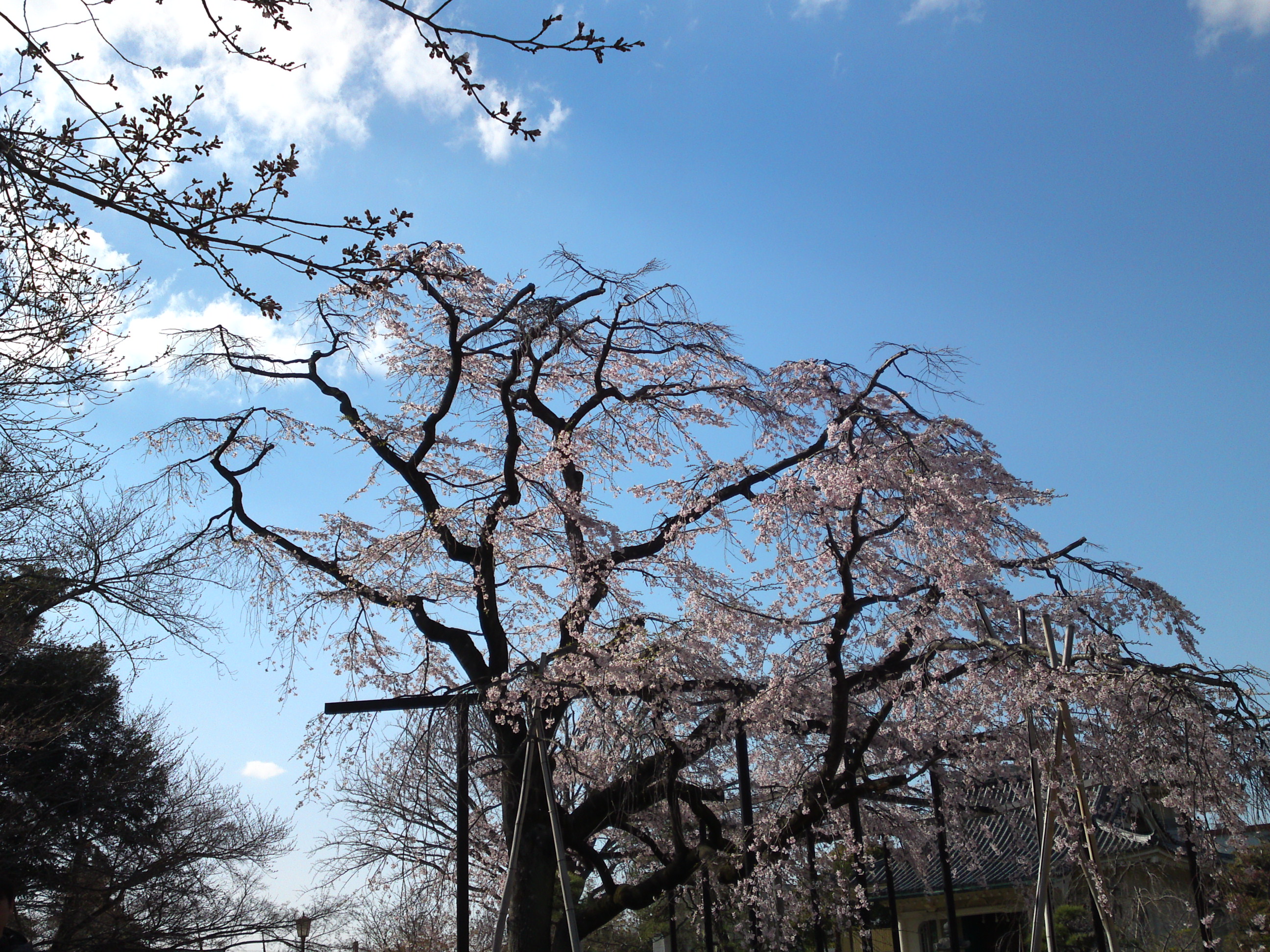 2019年原木山妙行寺に咲くしだれ桜2