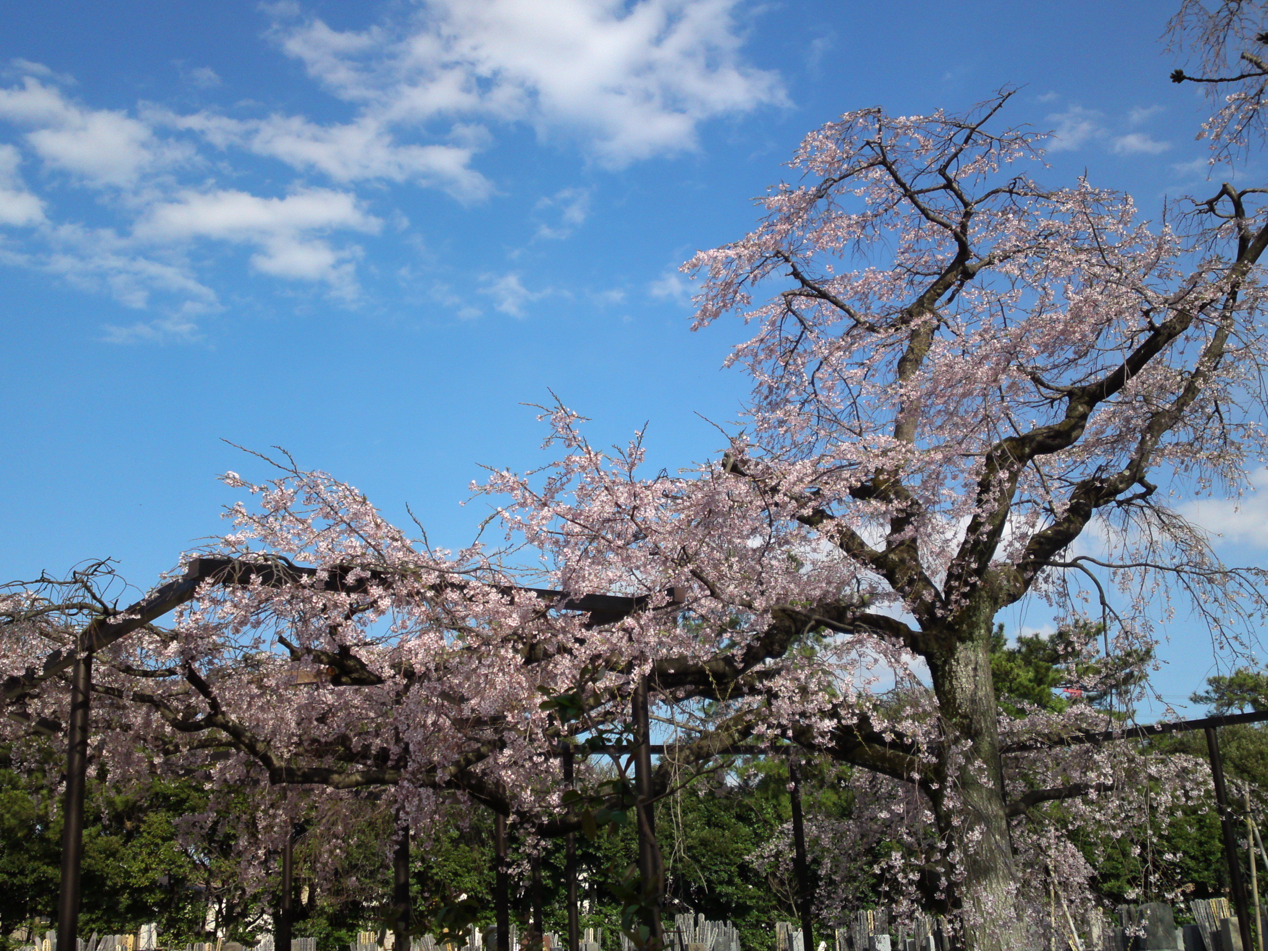 2019年原木山妙行寺に咲くしだれ桜3