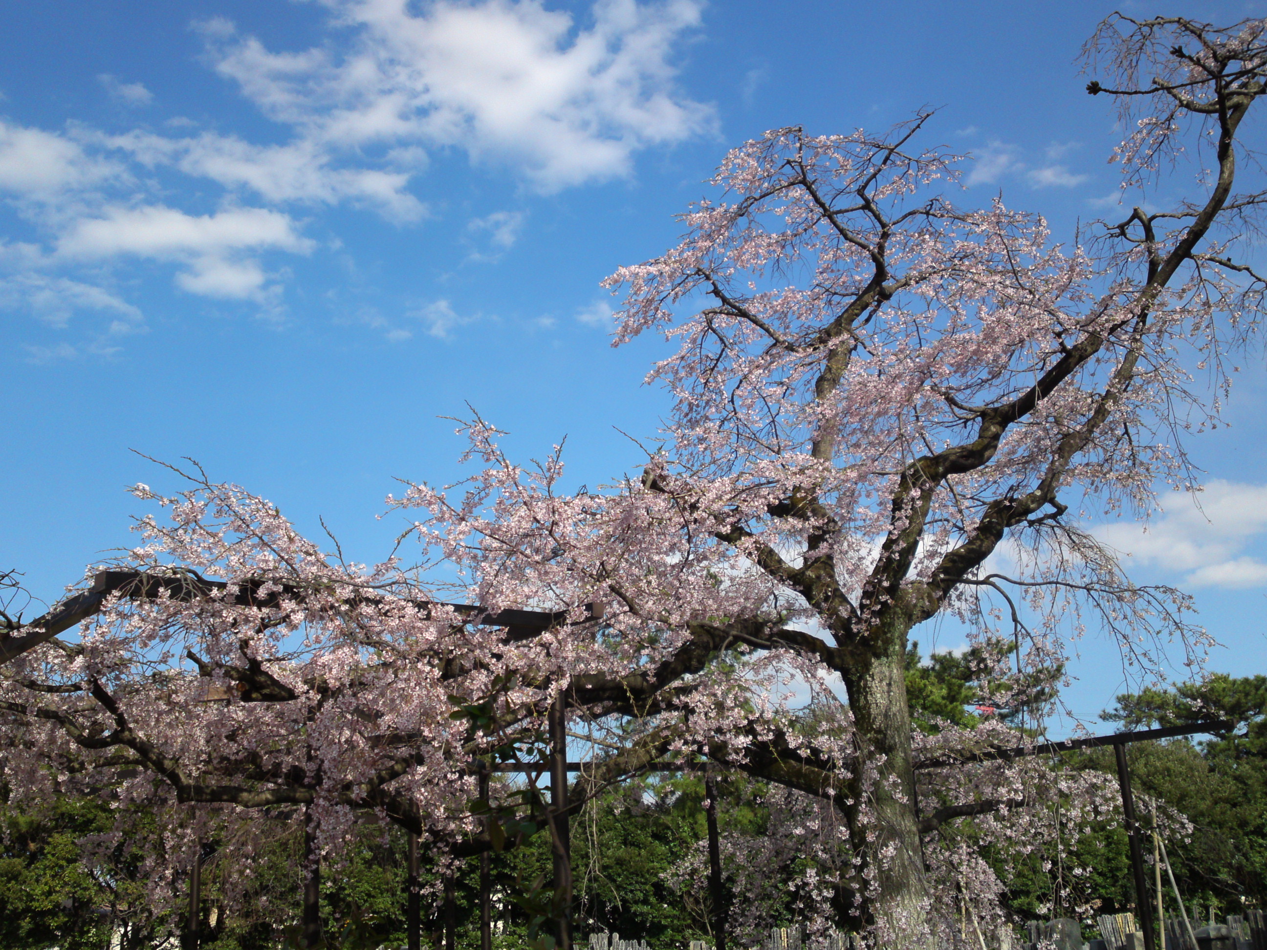 2019年原木山妙行寺に咲くしだれ桜4