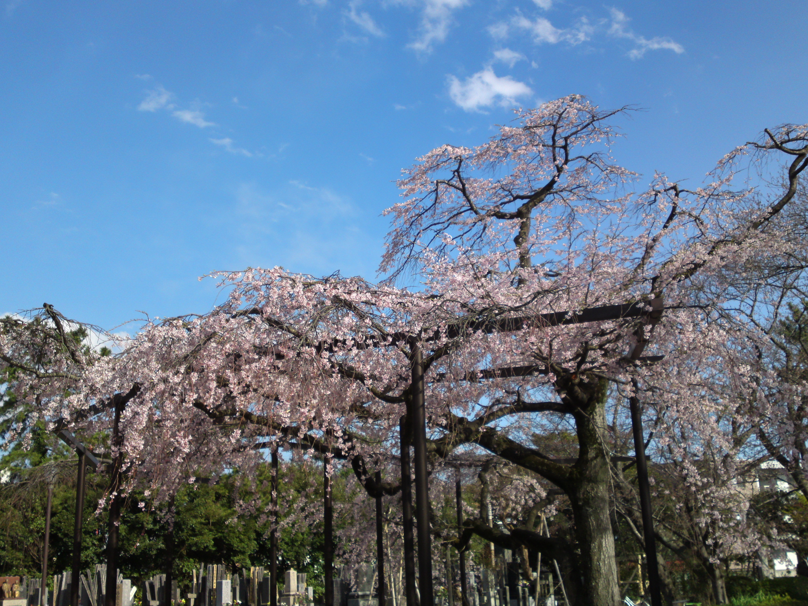 2019年原木山妙行寺に咲くしだれ桜5