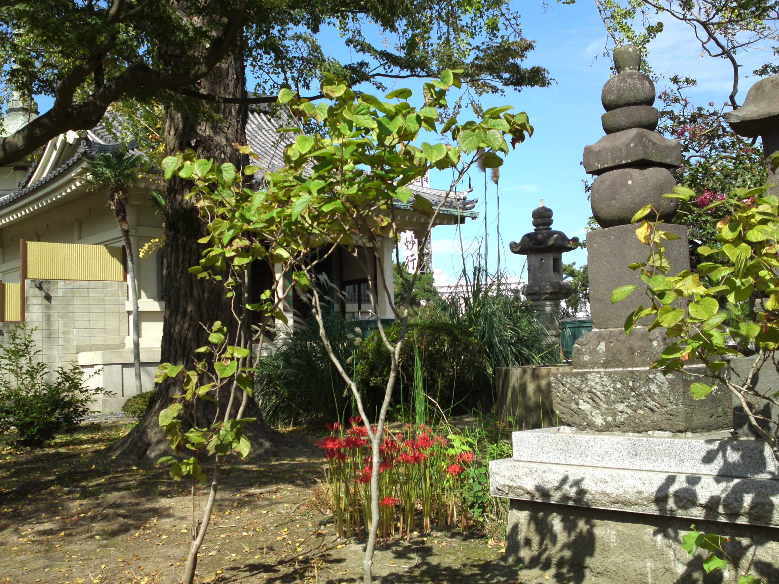2019年原木山妙行寺に咲く曼珠沙華の花2