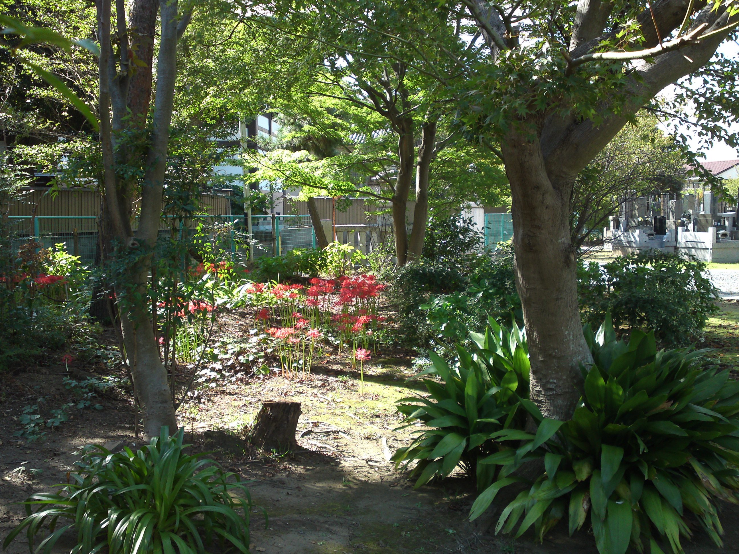 2019年原木山妙行寺に咲く曼珠沙華の花7