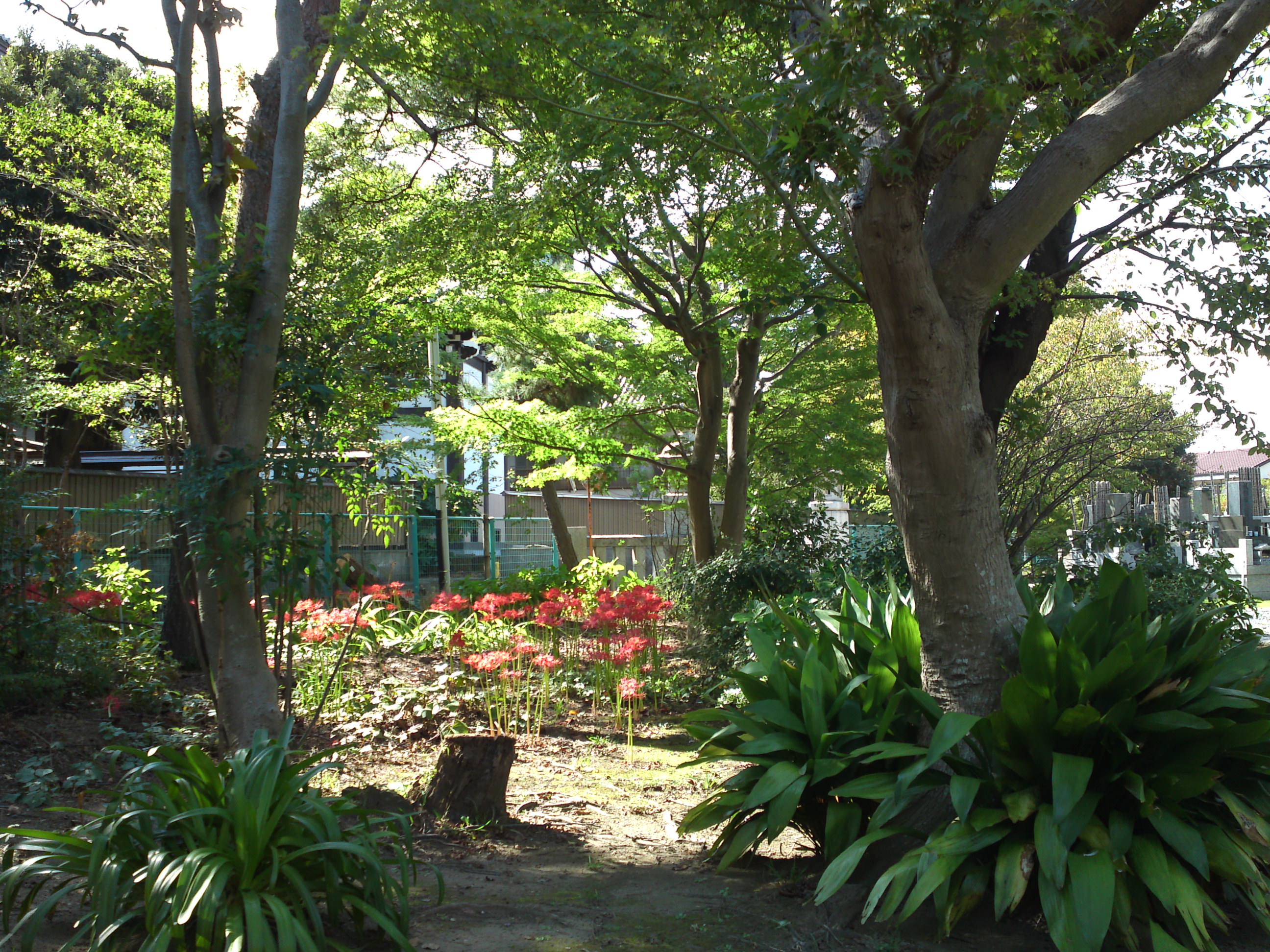 2019年原木山妙行寺に咲く曼珠沙華の花8
