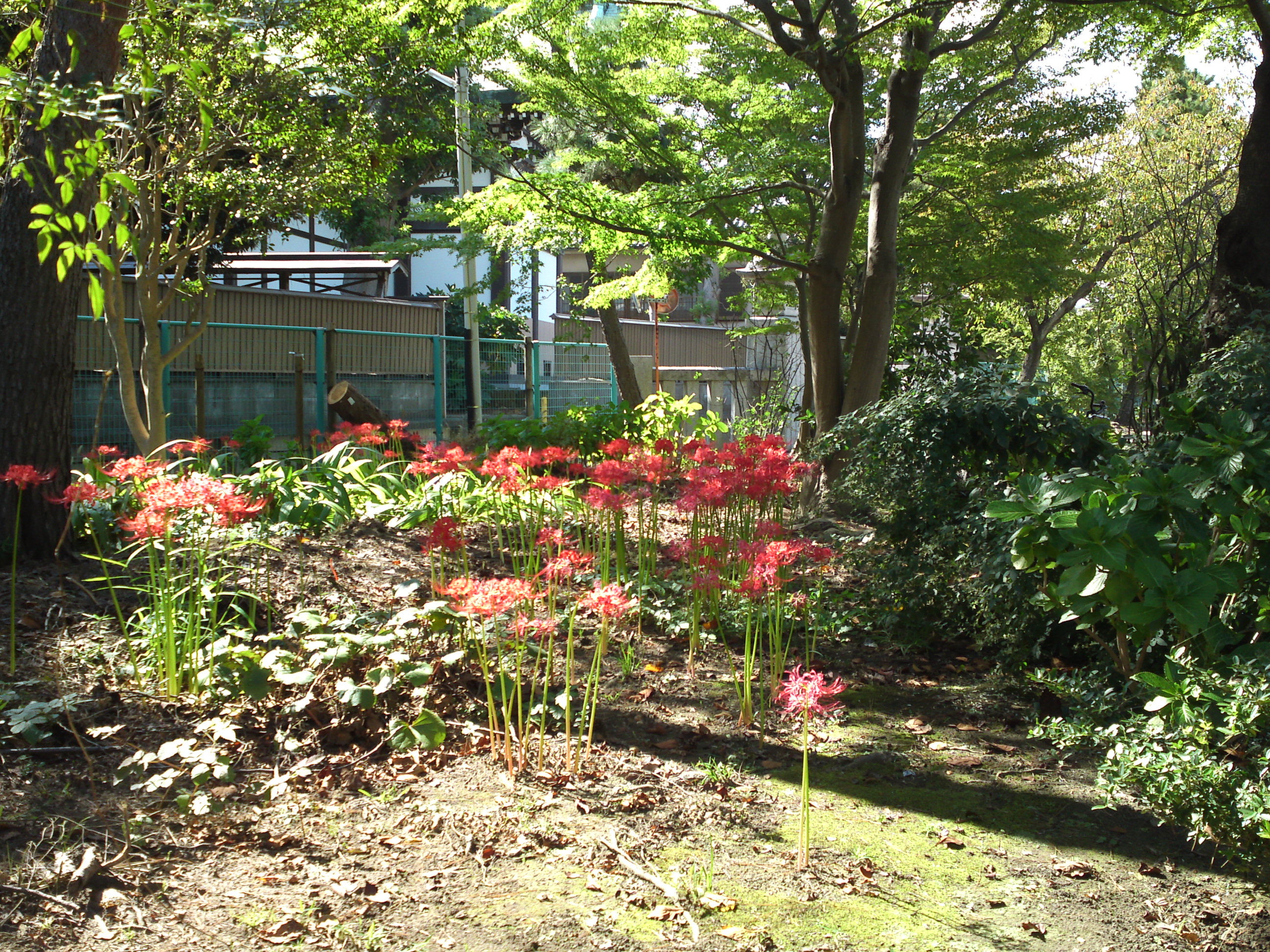 2019年原木山妙行寺に咲く曼珠沙華の花9