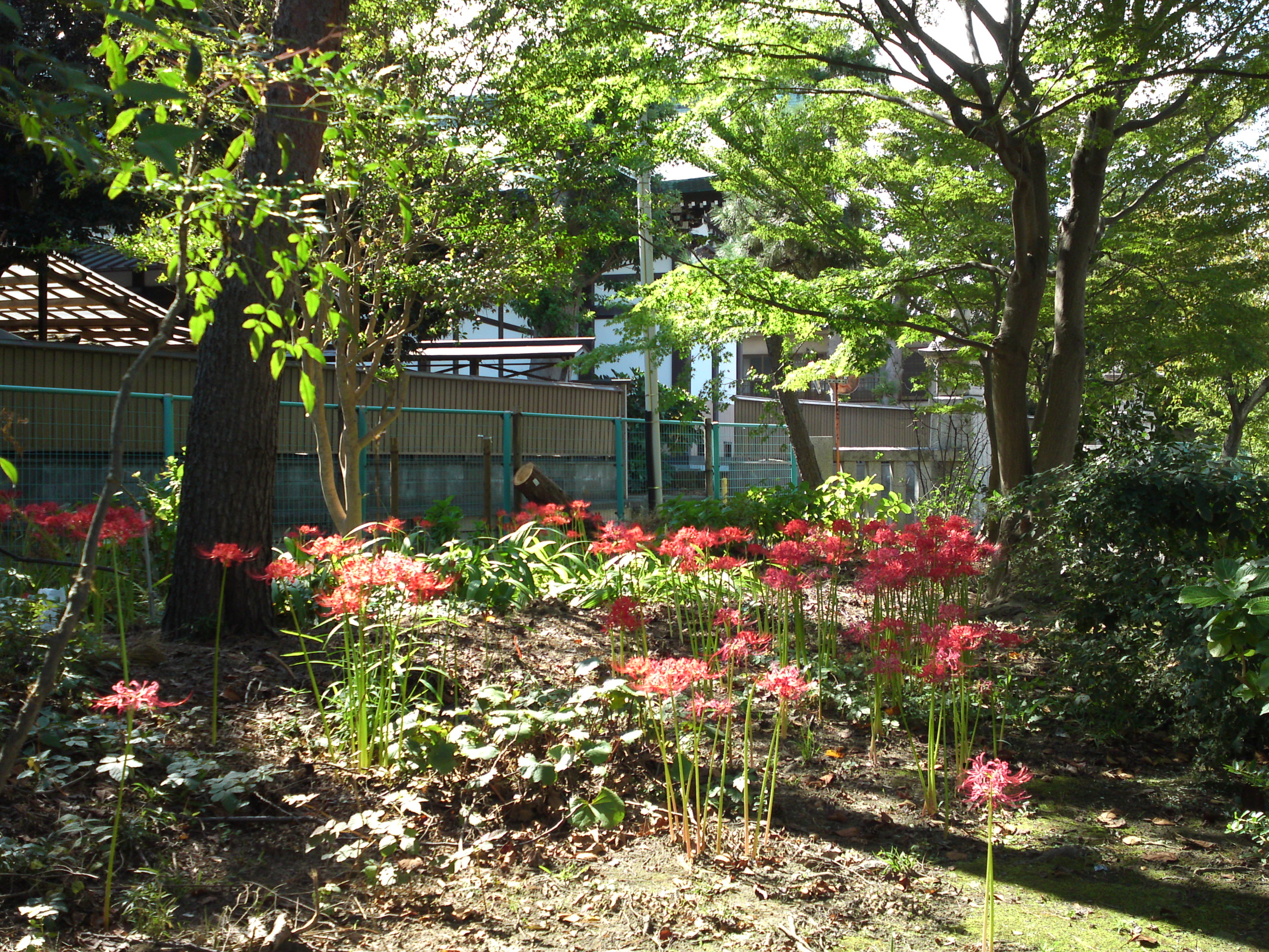 2019年原木山妙行寺に咲く曼珠沙華の花10