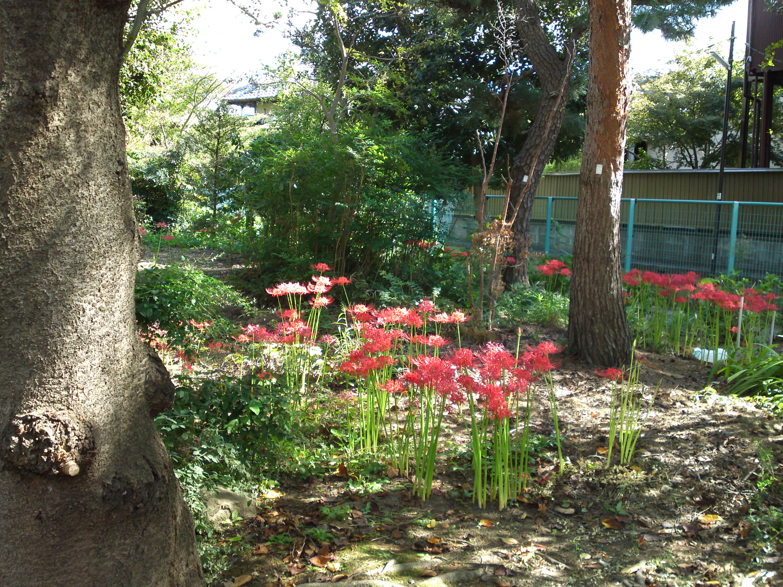 妙行寺に咲くヒガンバナ６