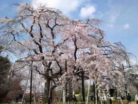 pale pink sakura in the sky