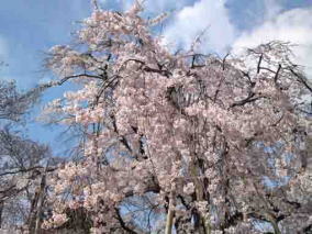 白い雲のと妙行寺のしだれ桜