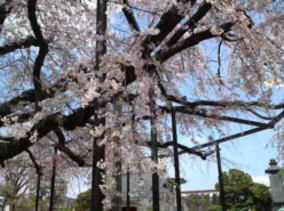 many trunks of the cherry trees