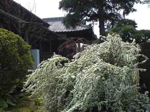 原木山妙行寺の春の花