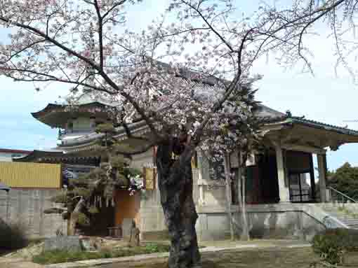 妙行寺多宝塔と桜の花