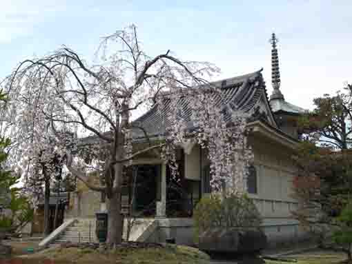 a young drooping cherry tree in Myogyoji