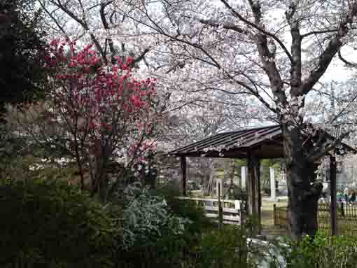 原木山妙行寺境内の花々