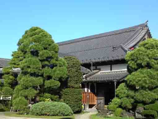 妙行寺の松