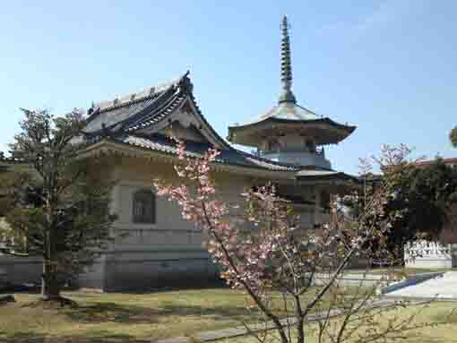 Kawazu Sakura in Myogyoji