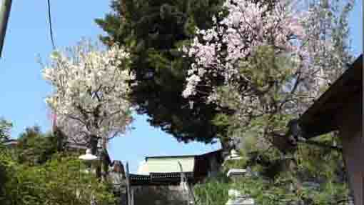 Myoken Jinja Shirne in Terauchi