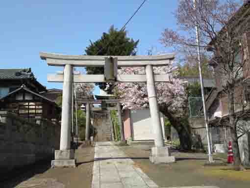 寺内妙見神社一の鳥居と桜