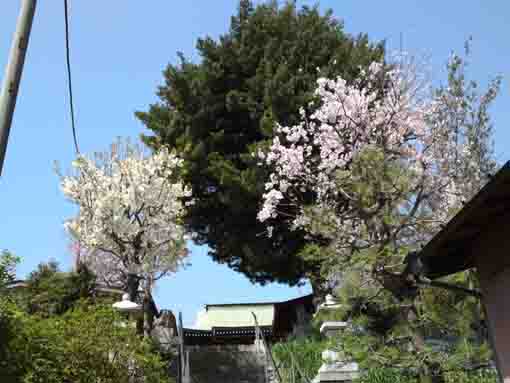 the main hall and cherry blossoms