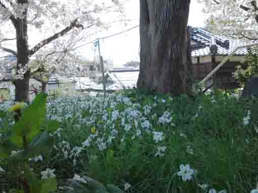 flowers in Terauchi Myoken Jinja