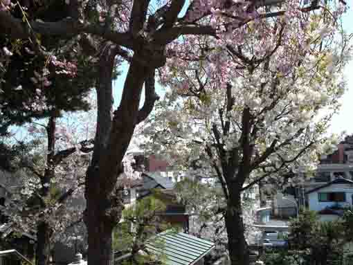 the views from Myoken Jinja Shrine