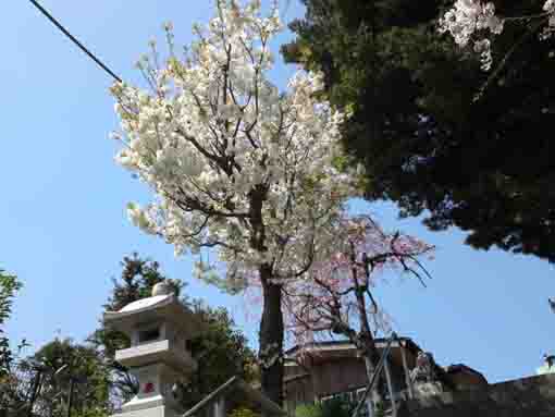 寺内妙見神社のしだれ桜