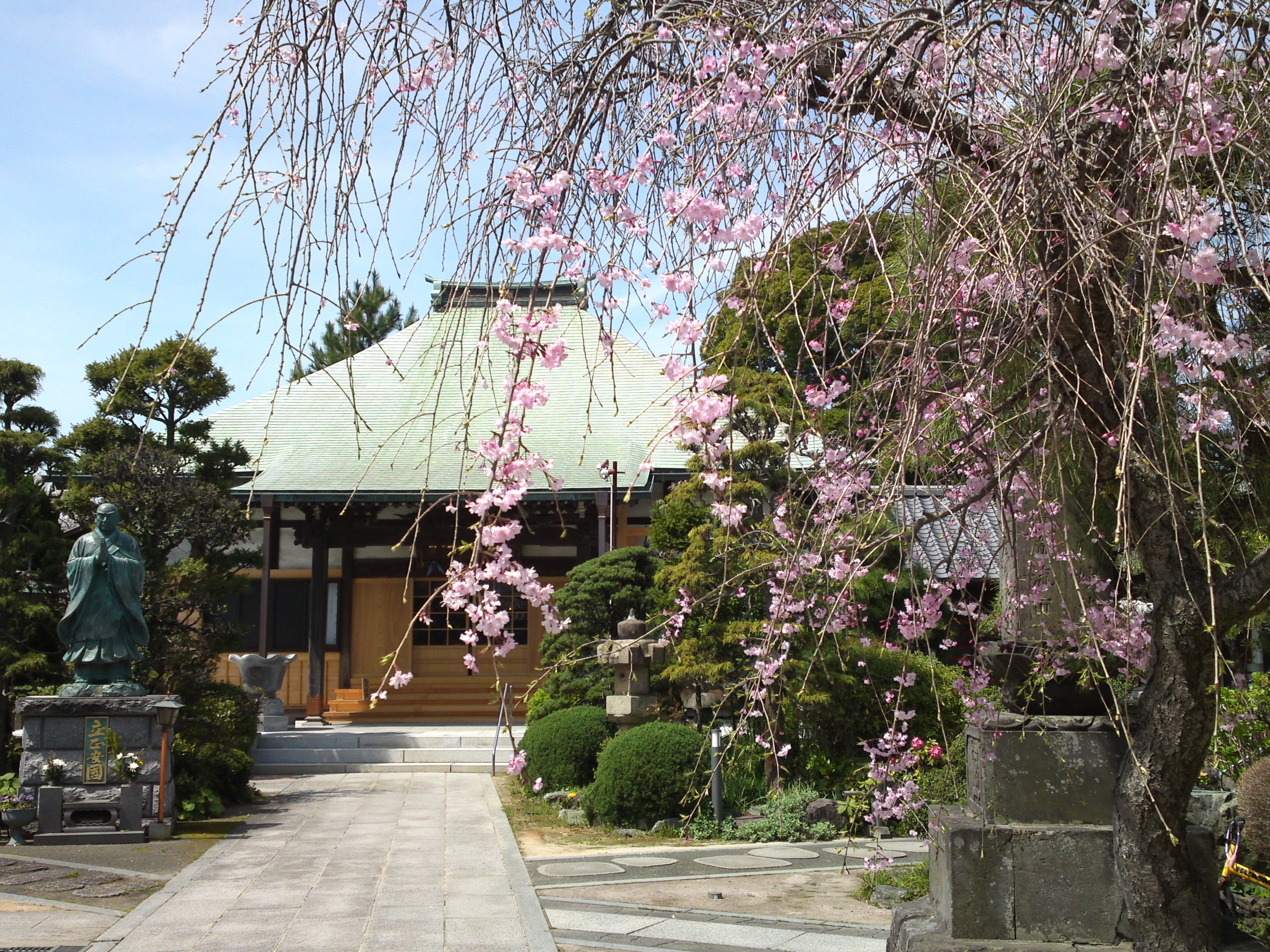 2016年春妙好寺に咲くしだれ桜1