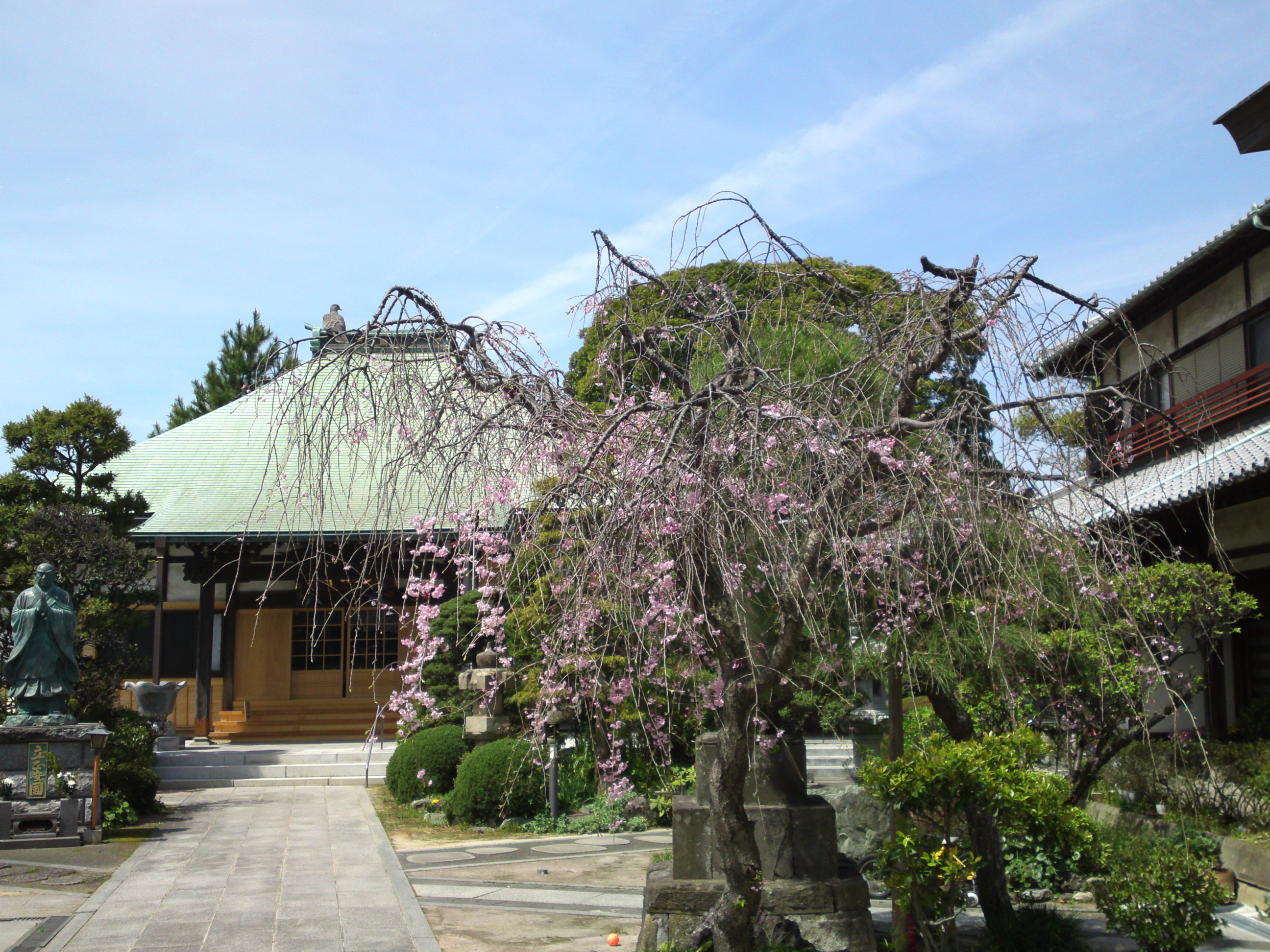 2016年春妙好寺に咲くしだれ桜３