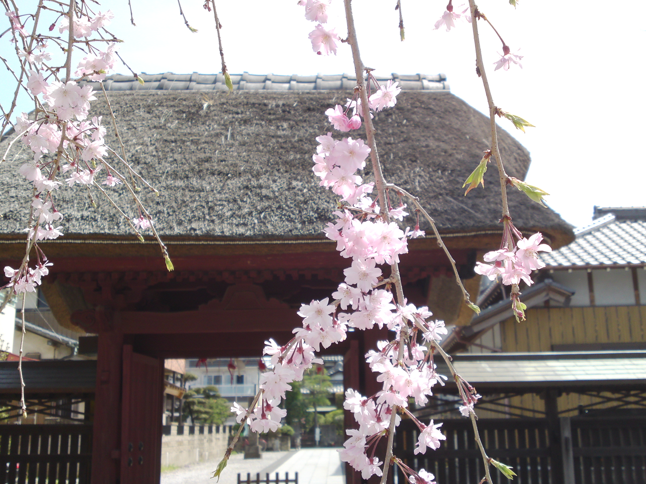 2016年春妙好寺に咲くしだれ桜４
