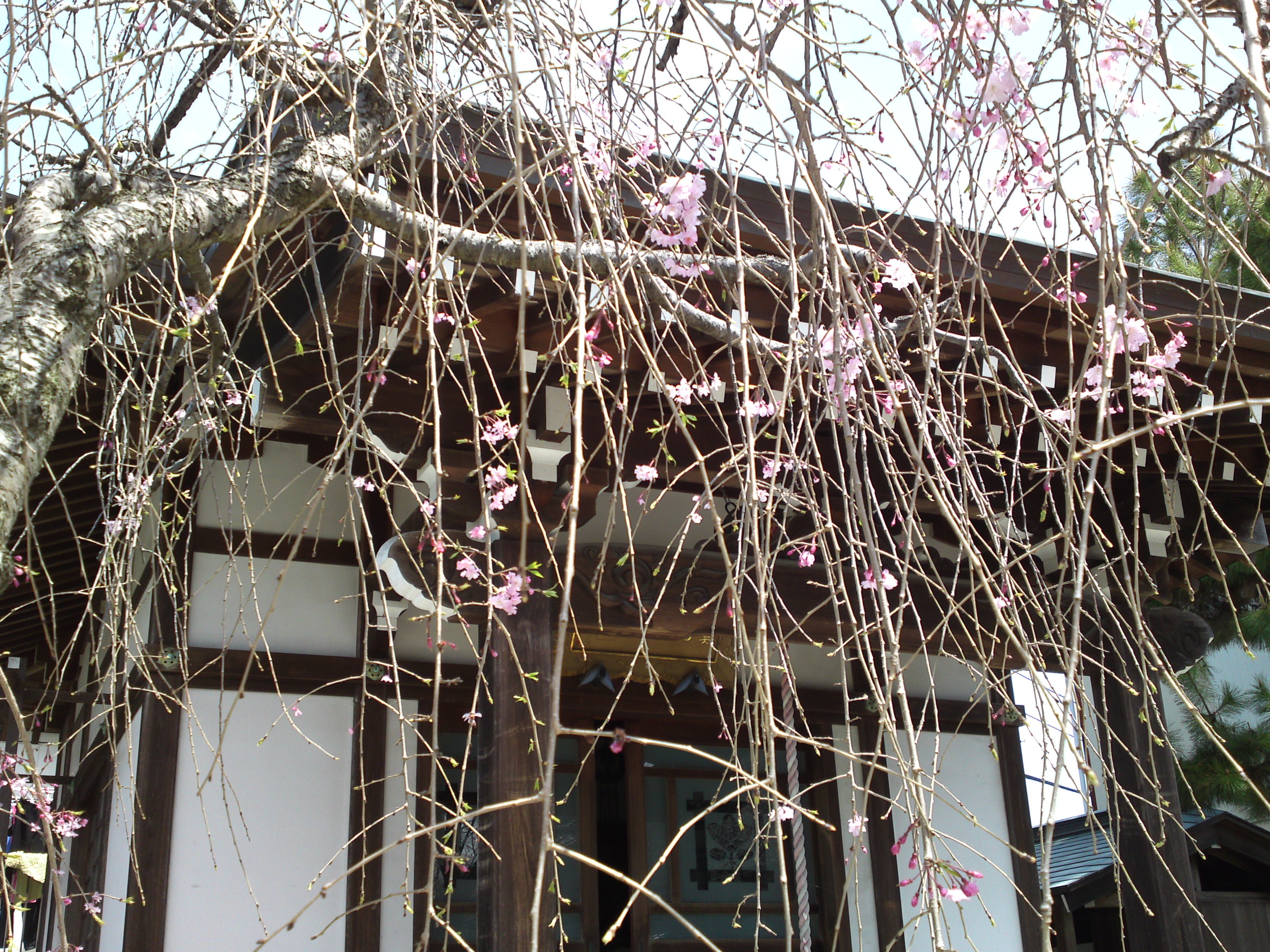 2016年春妙好寺に咲くしだれ桜５