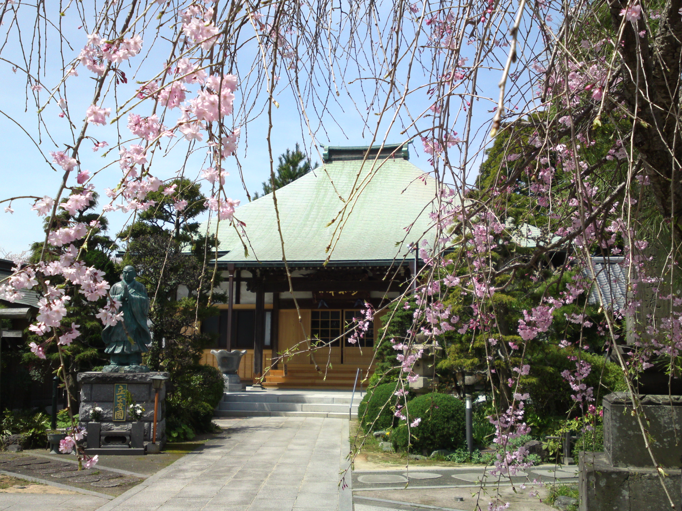 2016年春妙好寺に咲くしだれ桜６