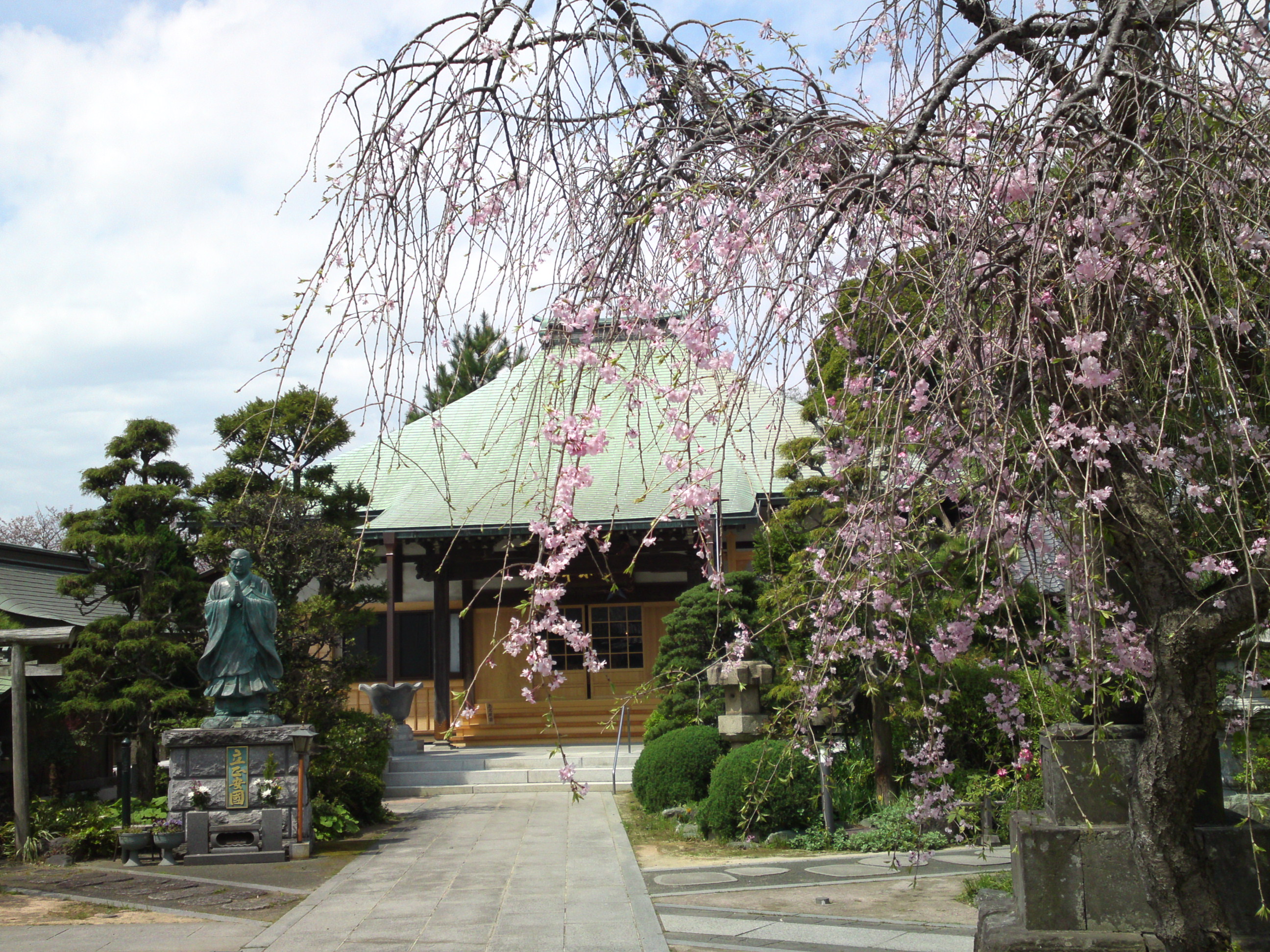2016年春妙好寺に咲くしだれ桜７