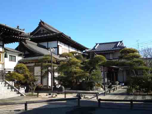 pine trees in Jokosan Myorenji