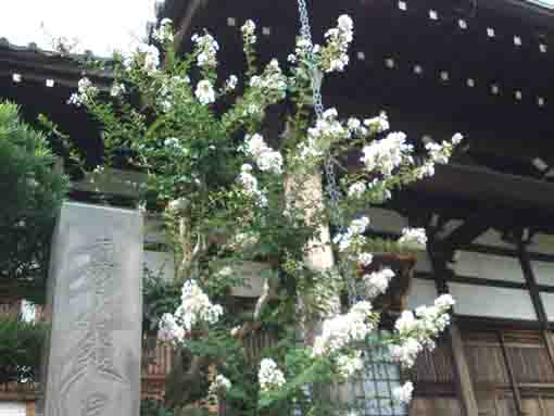 白い百日紅の咲く妙蓮寺境内