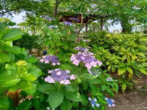 妙行寺境内の紫陽花３