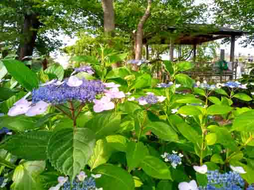 妙行寺境内の紫陽花４