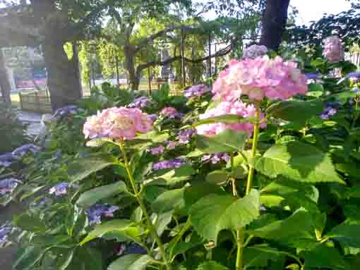 妙行寺境内の紫陽花７