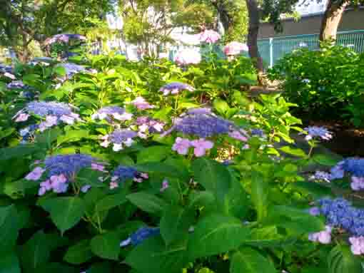 妙行寺境内の紫陽花８