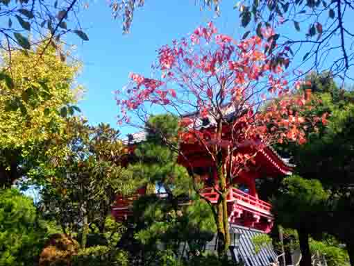 令和３年秋二之江妙勝寺の紅葉２