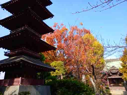 令和３年秋二之江妙勝寺の紅葉１