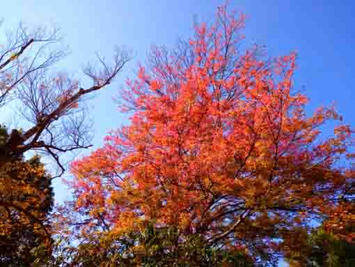 令和３年秋二之江妙勝寺の紅葉３