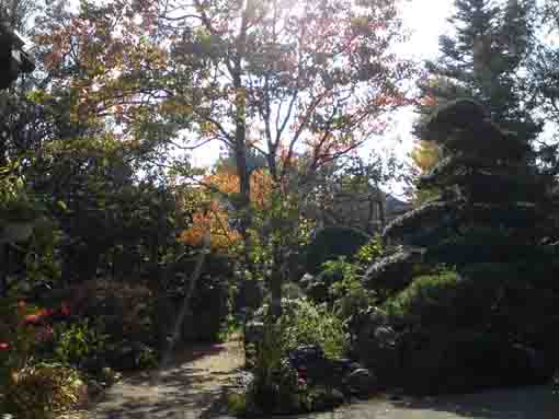 本覚山妙勝寺の秋の庭園