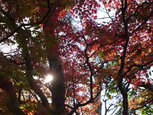 red maple leaves in Myoshoji